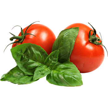 Export Quality Tomatoes